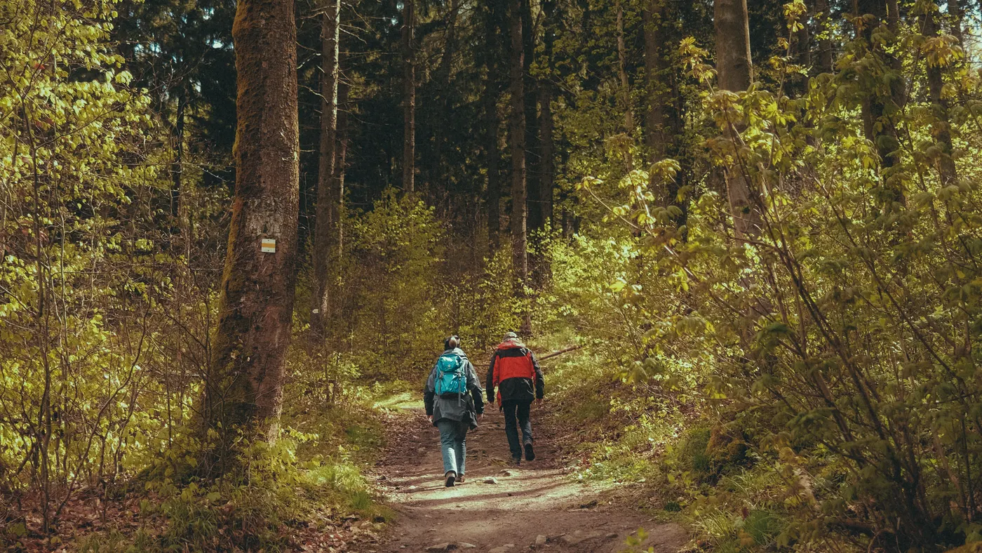 Travellers hiking along a mountain forest trail