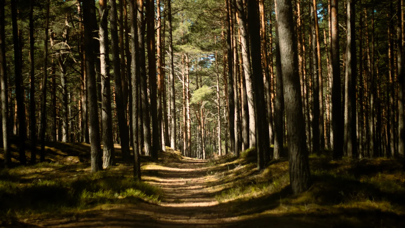 Marked nature trail beneath Mediterranean pine trees